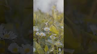 White Flower HD New 4k Video  @TheYouTubeKP