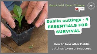 Dahlia Cuttings - 4 ESSENTIALS FOR SURVIVAL