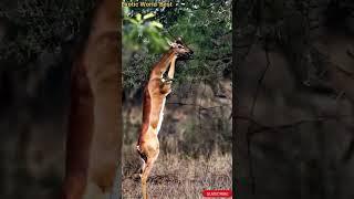 The Amazing Gerenuk – The Gazelle That Stands on Its Hind Legs to Eat #animals #adoptdontshop