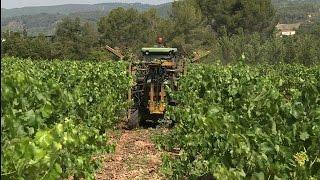 Catalan cava takes on French champagne