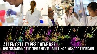 Allen Cell Types Database: Understanding the fundamental building blocks of the brain