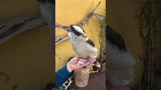 KINGFISHER   The kookaburra is the largest member of the Kingfisher family.