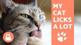 Why Does My Cat LICK So Much? - Reasons