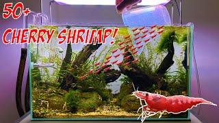 Creating a Shrimp ARMY!