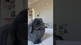 Cute bunny
