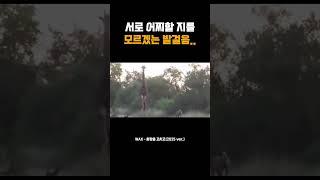 서로 어찌할 지를 모르겠는 발걸음