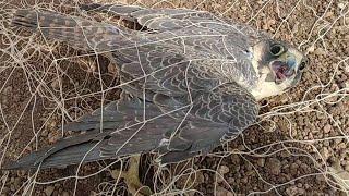 صید شاهین در کوخه | Koche falconry | الصقور في الكوخ