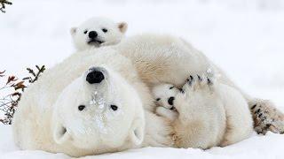 Polar bear pics headed to Smithsonian