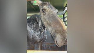 Wandering moose tranquilized in Thornton