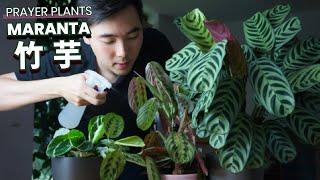 Maranta Prayer Plant Care Tips | Peacock Plant | Maranta leuconeura Fascinator | Calathea roseopicta