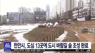 천안시, 도심 13곳에 도시 바람길 숲 조성 완료/대전MBC