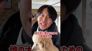 お散歩時の犬への吠えを劇的に改善するしつけ方 5選