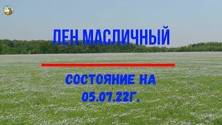 Лен масличный 05.07.22г