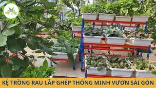 Kệ sắt trồng rau lắp ghép thông minh - Vườn Sài Gòn