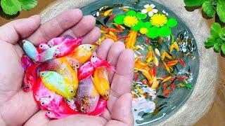 Catch Strange Ornamental Fish In Tiny Pond, Half Black Pastel Guppy, Angelfish, Pingpong Pearl Fish