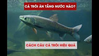 Cá Trôi Ăn Tầng Nước Nào - Cách Câu cá trôi hiệu quả