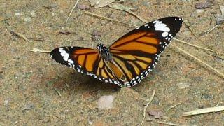 COMMON TIGER Butterfly