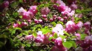 JS. BACH, WTC, B.I: Prelude in E flat minor BWV 853 ~ Modern Jazz Quartet. Wiosna 3
