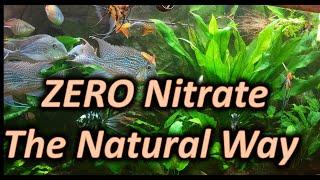 Achieving Zero Nitrates the Natural Way- Planted Aquarium