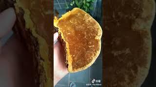 뽕상황,뽕나무상황버섯,상황버섯 ,항암버섯,중국희귀약초,몸에좋은버섯,