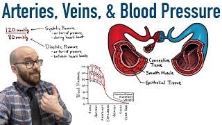 Arteries, Veins, and Blood Pressure