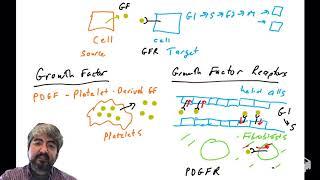 Growth Factors and Growth Factors Receptors