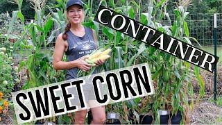 Can I Grow Sweet Corn in a Container? Absolutely!