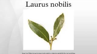 Laurus nobilis