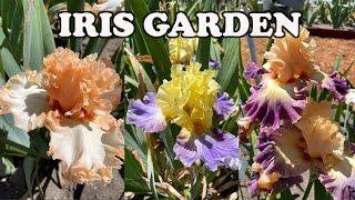 Best Iris Collection I've Seen This Spring! 