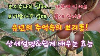 #유년의 추억속 뽀리똥 열매(보리수나무와 보리밥나무의 차이점과 쉽게 배우는 효능)20240114