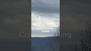 Crows chases a Hawk Away #crows #hawk #blueridgeparkway