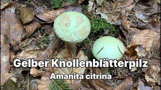 Gelber Knollenblätterpilz - Pilze unter der Lupe