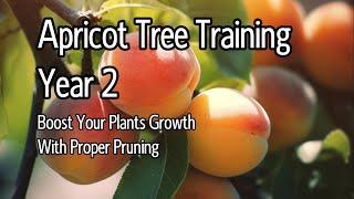 Apricot Tree Training Year 2