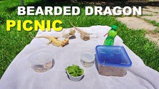 Feeding My Bearded Dragons Outside | Having A Picnic !!!