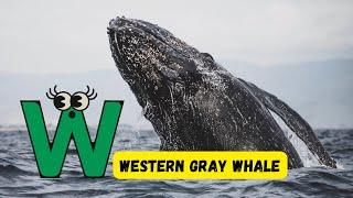 ABC Whale, Shark, Dolphin Song  | Fun Learning Video | Discover Ocean Giants for Kids | #abcd