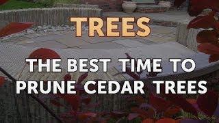 The Best Time to Prune Cedar Trees