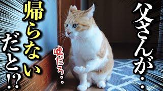 父さんが出張で帰らない日‥猫を一日隠し撮りしてみた【ルーティン】