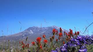 Discovering The High Life - Mount St. Helens - Loowit Viewpoint - Relaxing 4K footage.