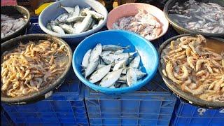 Mirkarwada Fish Market Ratnagiri | Best Market In Konkan | wholesale fish market