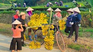 Dwarf Family Harvesting Bananas & Ripens Them Underground | Sell to Kind Villagers | Harvesting joy.