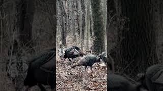 Turkeys in my woods #nature #outdoors #birdlifeoutdoors  #turkeys  #wildbirdlife #coolnature #cool
