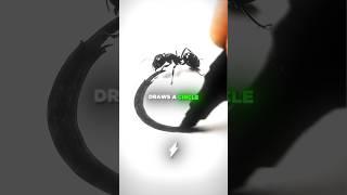 The Truth Behind The VIRAL Trapped Ant... 