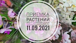 Приемка растений из Голландии от 11.09.21 для выставки Орхидиум / Orchidium 18-19 2021 г. Москва