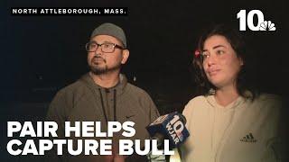 Lone bull captured in North Attleborough