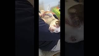 Unconditionally  #pets #doglover #dog #jackrussell #jackrussellterrier