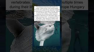 Ocean Giant: 5,070 Pound Sunfish! 