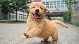 Golden Retrievers dogs will make us LAUGH ALL THE TIME!