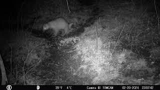 Rare Albino Badger On Trail Cam