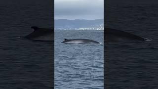 The other Gray Whale  was spotted yesterday, the Fin Whale!  @oceanluvr4ever #finwhale