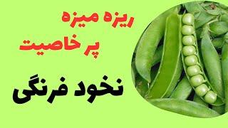 ریزه میزه پرخاصیت : پنج خاصیت نخود فرنگی برای بدن